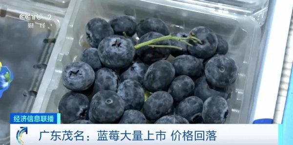 股赢家 降！降！降！蓝莓大量上市了！价格明显回落