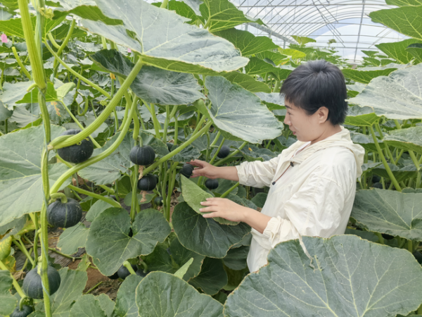 盛康配资 更抗病、更粉糯，潍坊寿光选育的南瓜新品种明年将走向全国市场